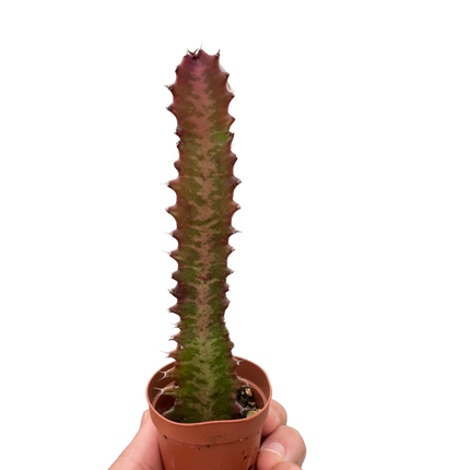Succulent Euphorbia 'Trigona Rubra'