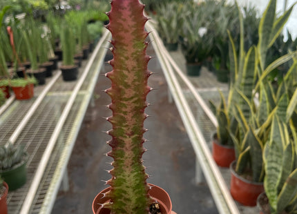 Succulent Euphorbia 'Trigona Rubra'