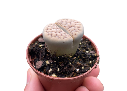 Lithop Living Stone
