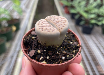 Lithop Living Stone