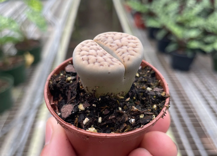 Lithop Living Stone