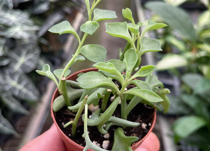 Succulent 'String of Dolphins'