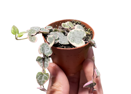 String of Hearts Variegated