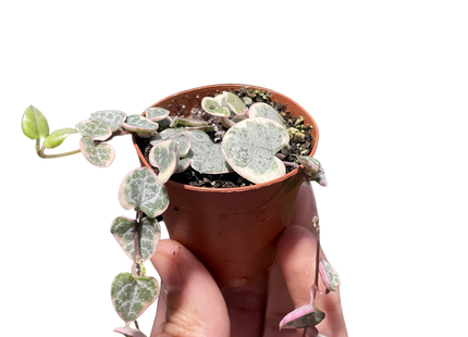String of Hearts Variegated
