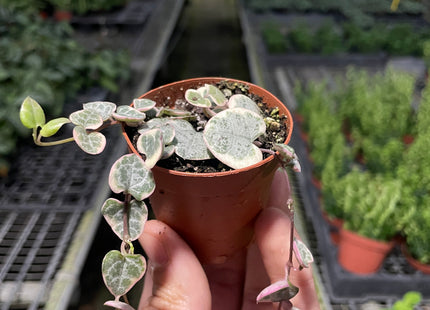 String of Hearts Variegated