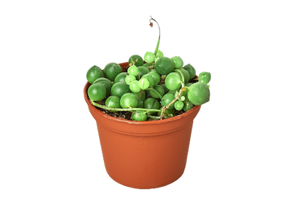 Succulent 'String of Pearls'