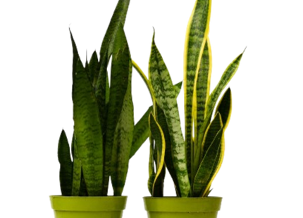 2 Snake (Sansevieria) Plant Variety Pack - 6" Pot