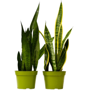 2 Snake (Sansevieria) Plant Variety Pack - 6" Pot