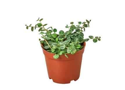 Peperomia Prostrata 'String of Turtles'