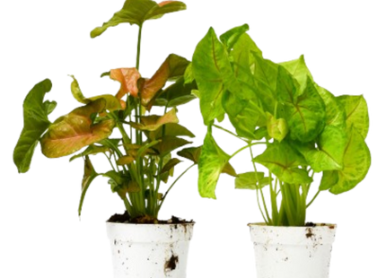 2 Syngonium Variety (Arrowhead Plant) / 4" Pot / Live Plant