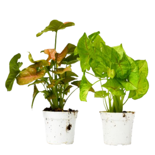 2 Syngonium Variety (Arrowhead Plant) / 4" Pot / Live Plant