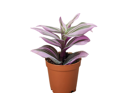 Tradescantia 'Nanouk'