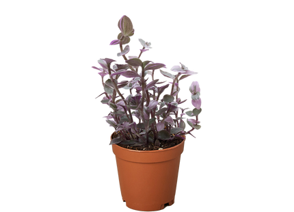 Tradescantia Callisia 'Pink Panther'