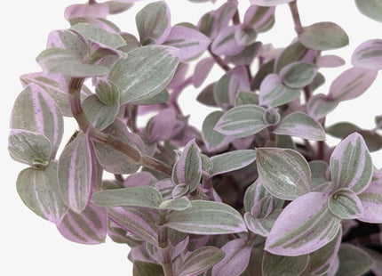 Tradescantia Callisia 'Pink Panther'