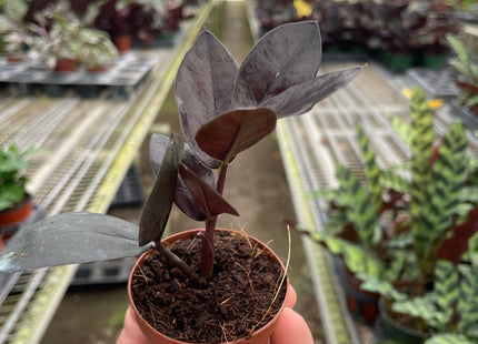 ZZ Zamioculcas 'Black Queen'