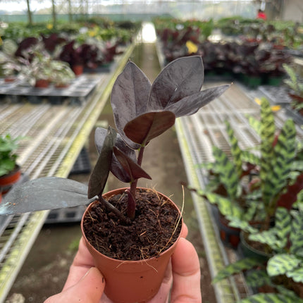 ZZ Zamioculcas 'Black Queen'