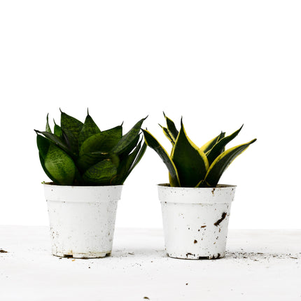 Snake Plant Variety Packs - 4" Pot