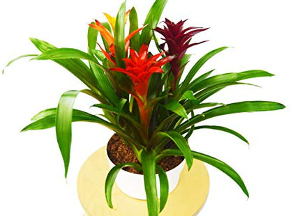 Bromeliad Guzmania 'Combo' - 8" Pot