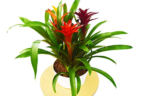 Bromeliad Guzmania 'Combo' - 8" Pot | Live Plant for Indoor & Outdoor | House Plant Decor