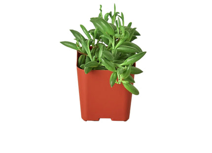 Succulent 'String of Bananas'