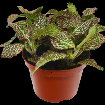 Fittonia 'Pink'