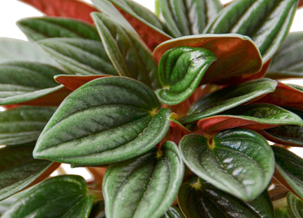 Peperomia Rosso