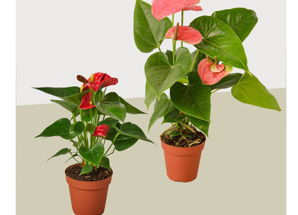 Two different Anthurium varieties in 4-inch pots with pink and red spathes and glossy green leaves.