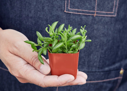 Succulent 'String of Bananas'