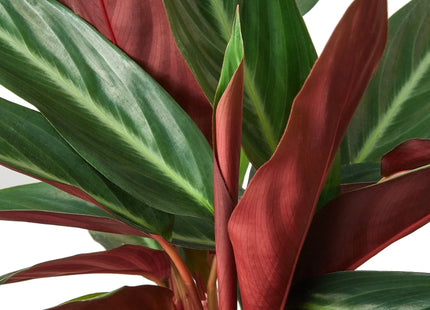 Stromanthe Sanguinea