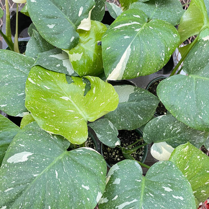 Monstera 'Thai Constellation'