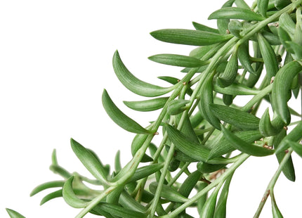 Succulent 'String of Bananas'