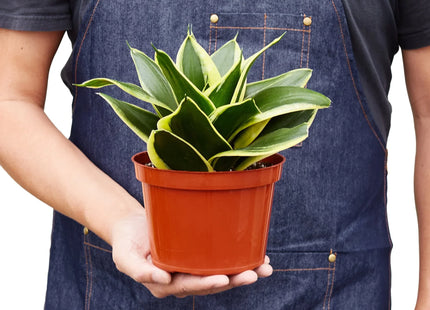 Snake Plant Black Gold