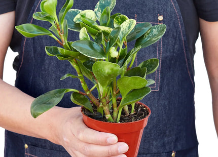 Peperomia 'Marble'