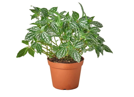 Pilea 'Aluminum'