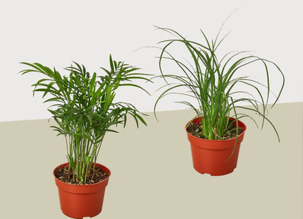 2 Palm Variety Pack / 4" Pots / Live Plant / House Plant