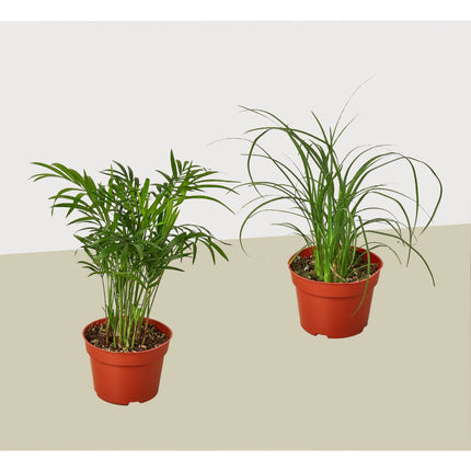 2 Palm Variety Pack 4" Pots | Live Plant for Indoor & Outdoor | House Plant Decor