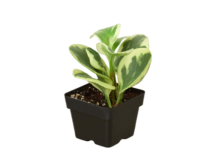 Peperomia 'Marble'