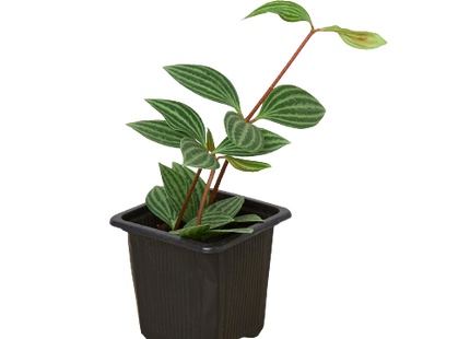 Peperomia 'Parallel'