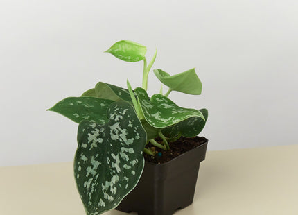 Pothos 'Satin'
