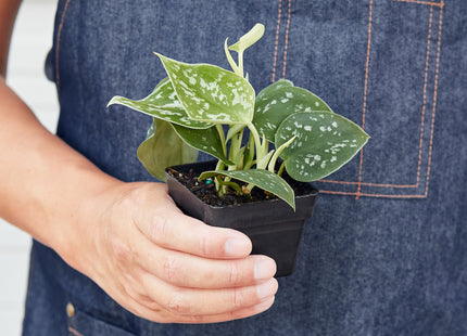 Pothos 'Satin'