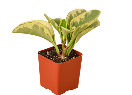 3" Tropical Plant Variety Bundle