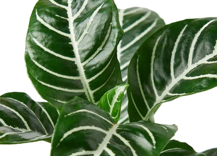 Zebra 'Aphelandra'