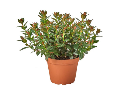 Nematanthus Black Goldfish Plant