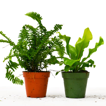 2 Fern Variety Pack - 4" Pot