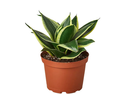 Snake Plant Black Gold