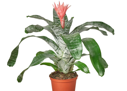 Bromeliad 'Silver Vase'