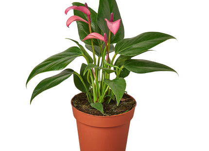 Anthurium 'Purple'