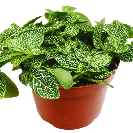 Fittonia 'White Nerve Plant'