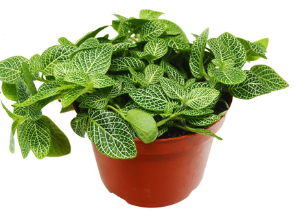 Fittonia 'White Nerve Plant'