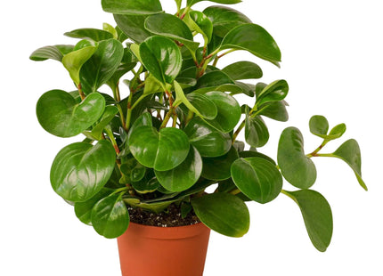 Peperomia Thailand